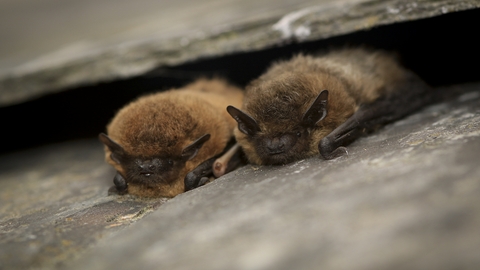 Common pipistrelle bat © Tom Marshall