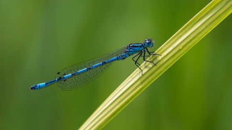 Southern damselfly © Chris Button