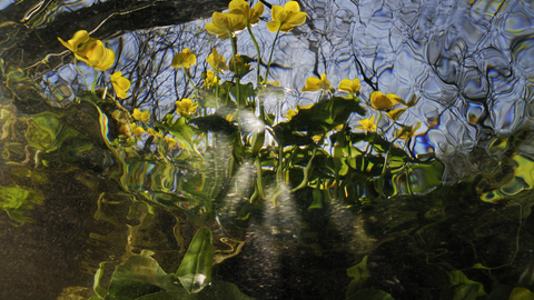 Marsh marigold on the River Itchen from underwater ©  Linda Pitkin/2020VISION