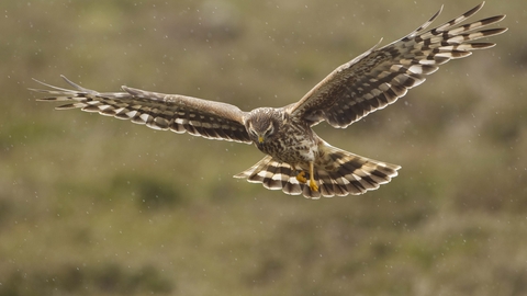 Female hen harrier