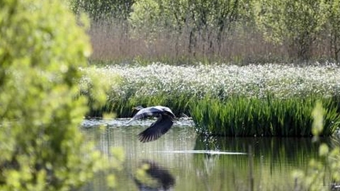 Fishlake Meadows