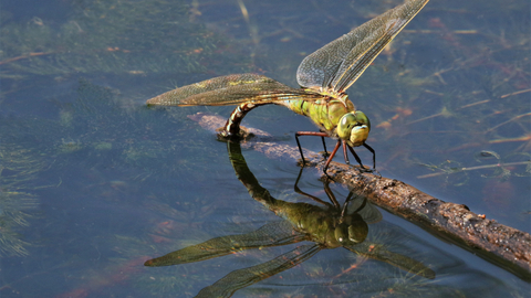 Dragonfly copyright Jon Mitchell