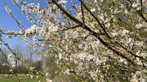 Cherry Plum in Hedge, Susan Simmonds