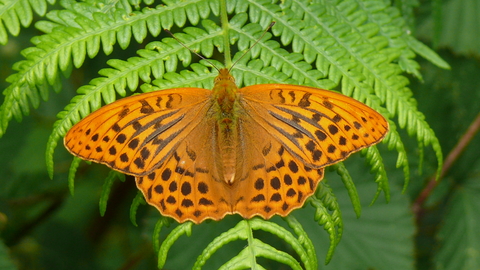 Silver washed Fritillary Graham Dennis