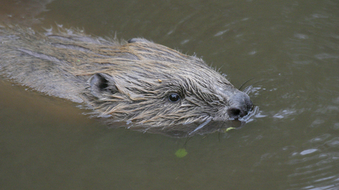 Beaver Swimming Close-Up, Darin Smith
