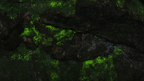 A patch of goblin's gold, a luminous green moss, growing on a stone wall and glowing in the near darkness