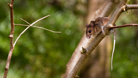 Woodmouse