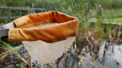 Pond dipping net by a pond