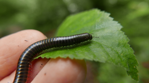 Millipede on a leaf at Swanwick Lakes