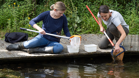 Pond dipping
