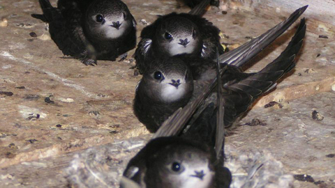 Swifts © Erich Kaiser