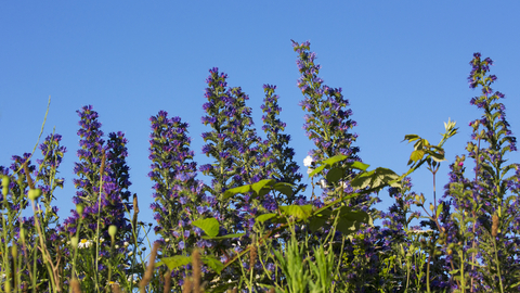 Viper's bugloss Mike Read