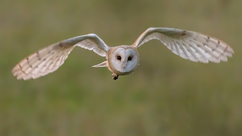 Barn Owl - Stoke Park Farm