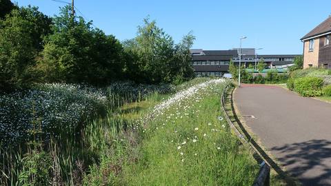 Sustainable Drainage System (SuDS) © Hugh Venables