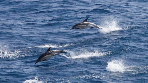 Common Dolphins