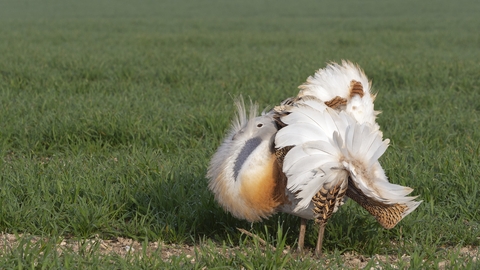 Great Bustard David Waters