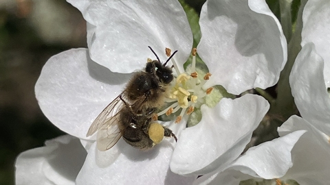 Bee on Fruit Blossom, Susan Simmonds