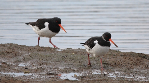 Bird Aware Solent