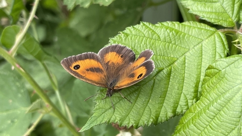 Gatekeeper Butterfly, Susan Simmonds