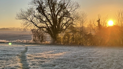 Winter Tree at Sunrise, Susan Simmonds