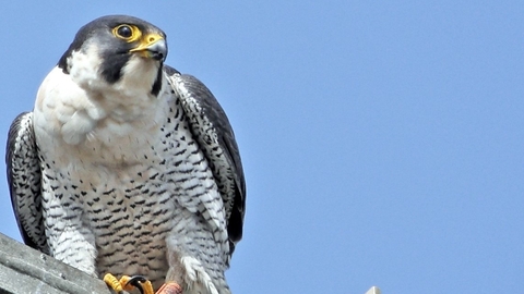 Male Peregrine falcon, Romsey, 26 March 2024, Richard Jacobs