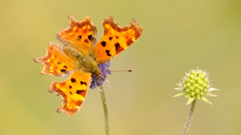 Comma Butterfly WildNet - ©Amy Lewis