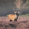 majestic stag with a large, branching antler rack stands in the centre of a field covered with purple heather