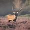 majestic stag with a large, branching antler rack stands in the centre of a field covered with purple heather