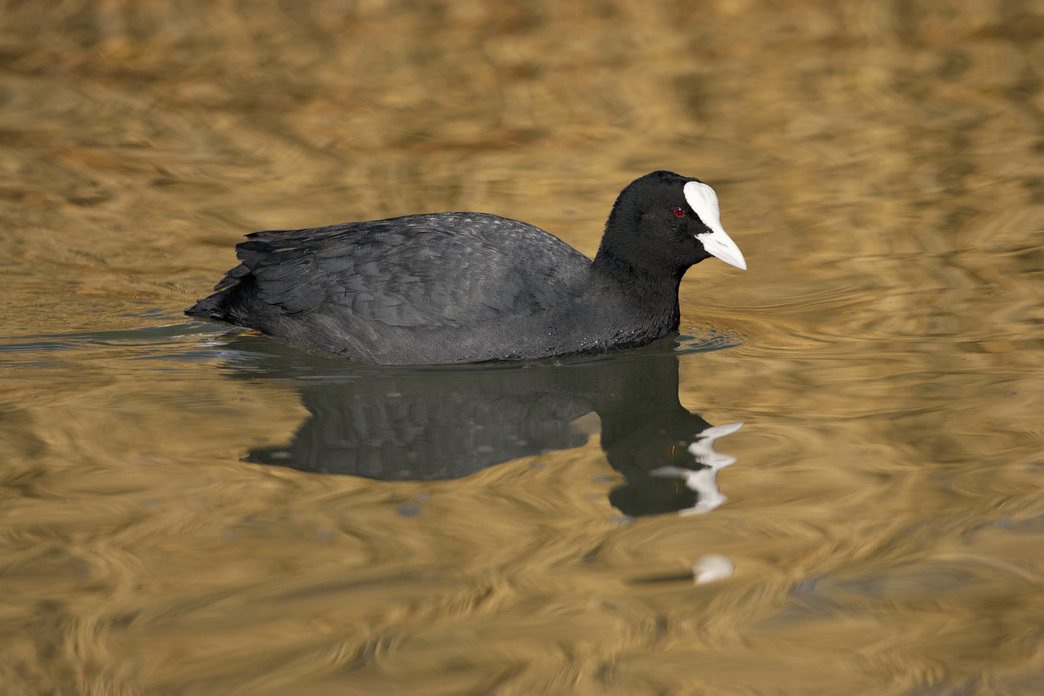 Spot the Difference: Coot and Moorhen | Hampshire and Isle of Wight ...