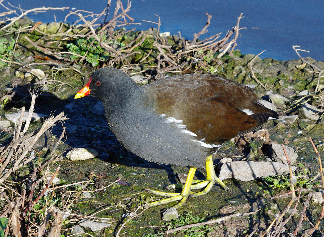 Spot the Difference: Coot and Moorhen | Hampshire and Isle of Wight ...