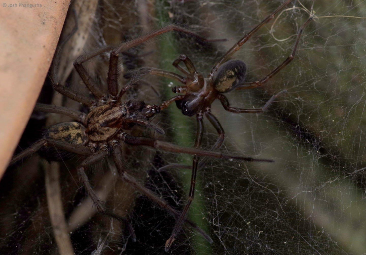 Cellar spider  The Wildlife Trusts