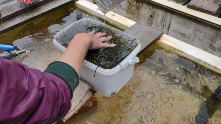 The Solent Seagrass Restoration Project: The Story So Far… | Hampshire ...