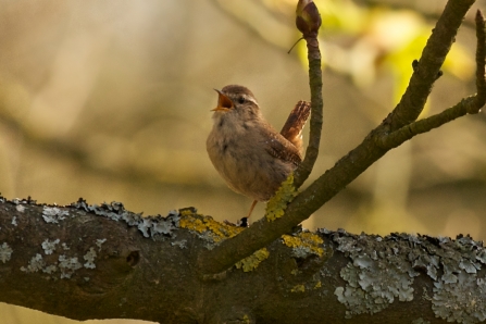 Wren © Steve Page