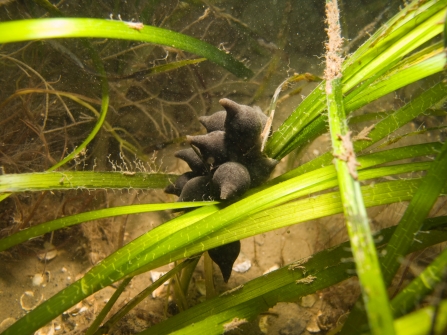 Cuttlefish eggs