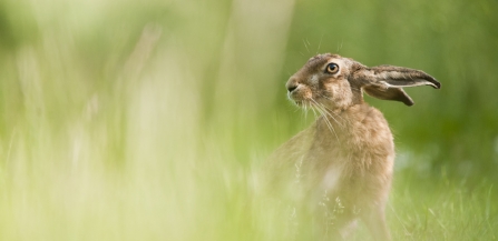 European hare feeding in a field