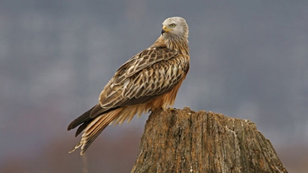 Red Kite