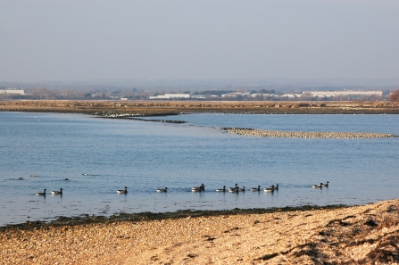 Brent geese in Langstone Harbour