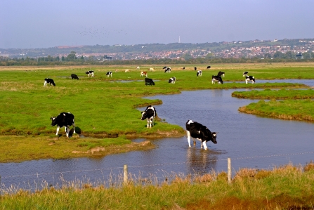 Cows at Farlington Marshes Nature Reserve © Ian Cameron-Reid