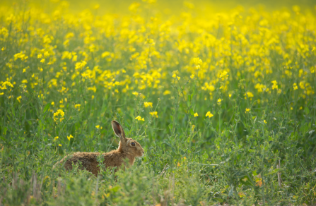 Hare in oilseed rape field