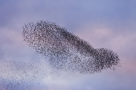 Starling murmuration