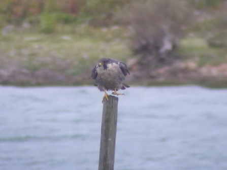 Peregrine digi-scoped in the early morning gloom