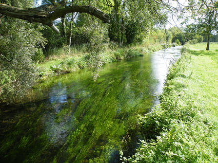 Chalk stream at Winnall Moors © Martin de Retuerto