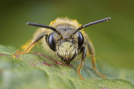 Mining Bee 