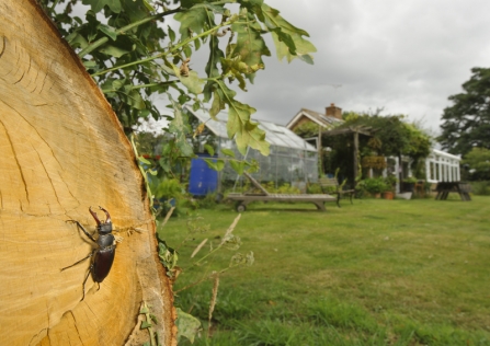 Stag Beetle on living oak tree in garden.