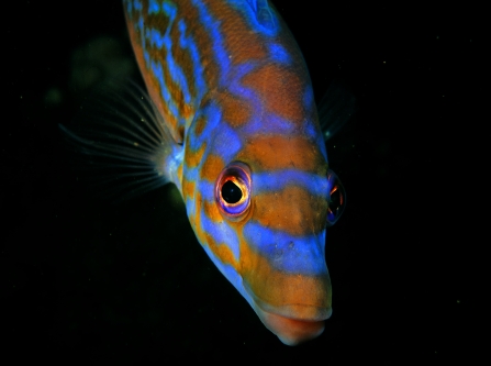 Male cuckoo wrasse © Paul Naylor