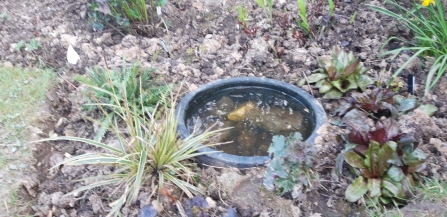 Roz's sunken pot in her garden.