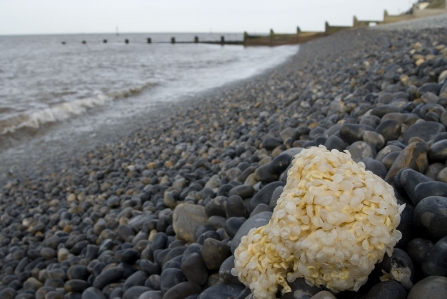 Whelk egg case © Paul Naylor