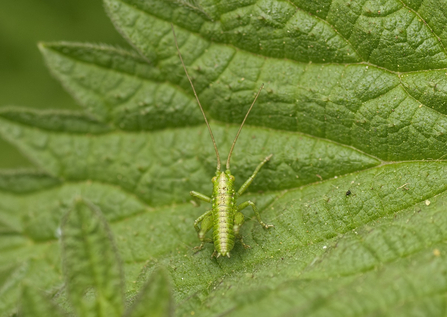 Speckled bush cricket © John Bridges 