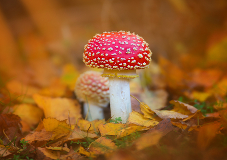 Fly agaric (c) Jon Hawkins - Surrey Hills Photographer