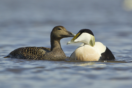 Eider pair (c) Mark Hamblin2020VISION